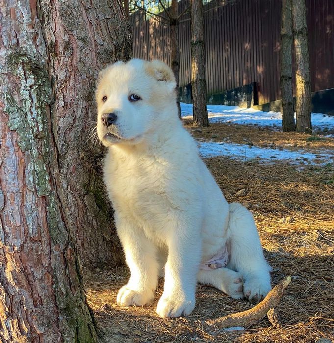 Высокопородные Щенки Среднеазиатской Овчарки/Алабай