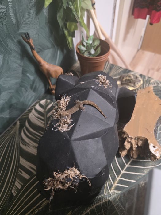 Gekony płaczące młodziaki