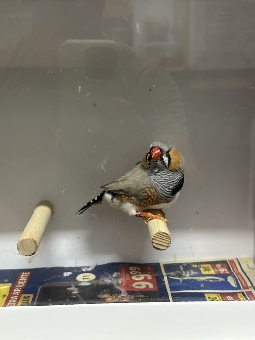 Mandarins de exposição