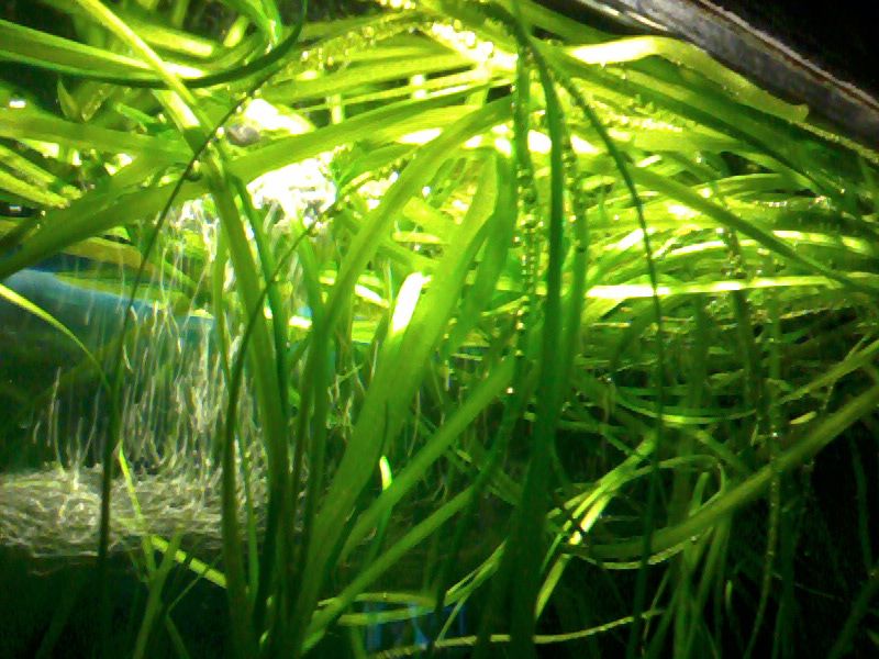 Nurzaniec sprzedam lub zamienię się na rybki