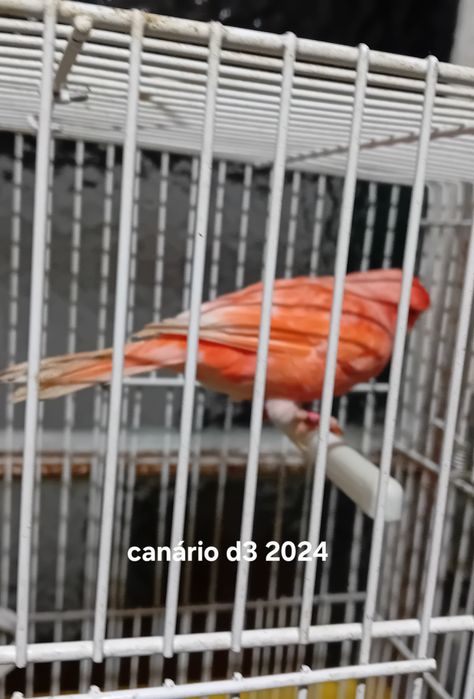 Canários  2024 vermelho