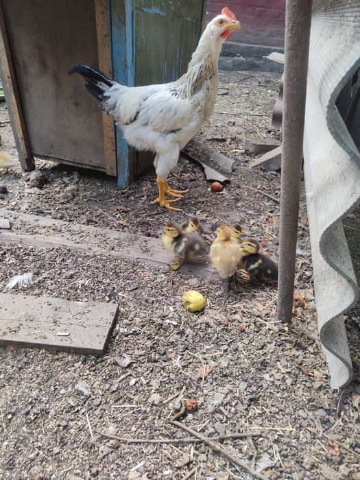 Качки шипуни індокачки мускусні