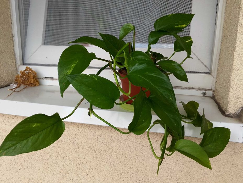 Kwiat Scindapsus epipremnum pnący