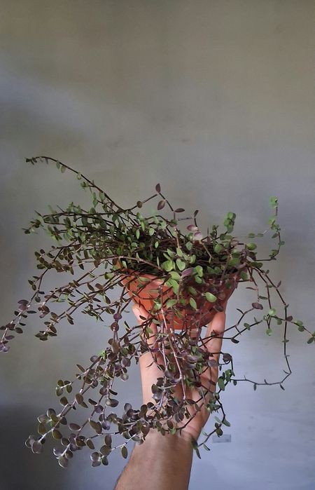 Каллізія / кализия