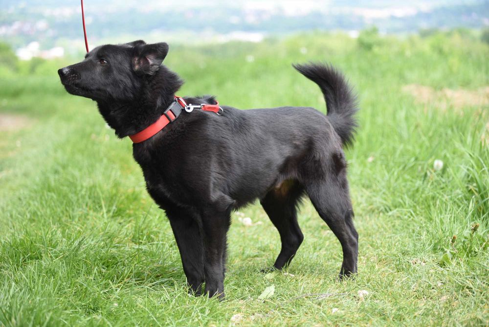 Brus - psiak po przejściach do adopcji