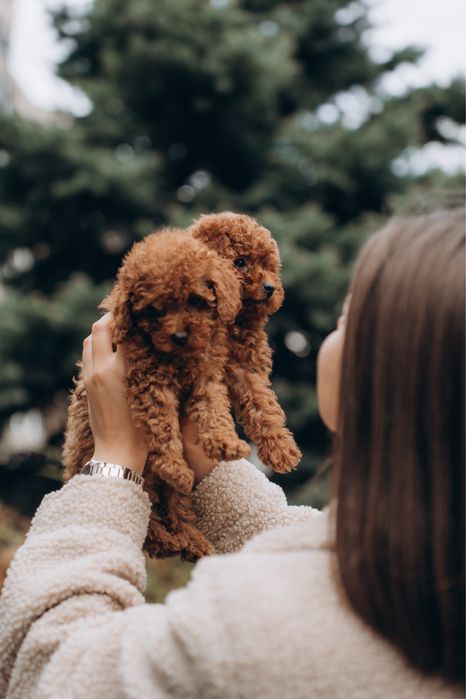 Poodle supper mini