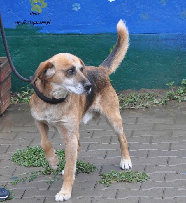 Hurin szuka właściciela