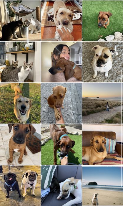 Dogwalking e petsitting