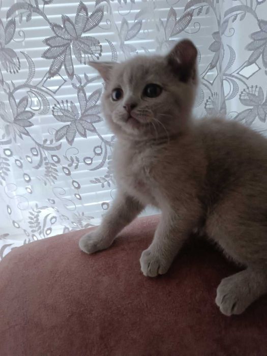 Шотландські Кошеня