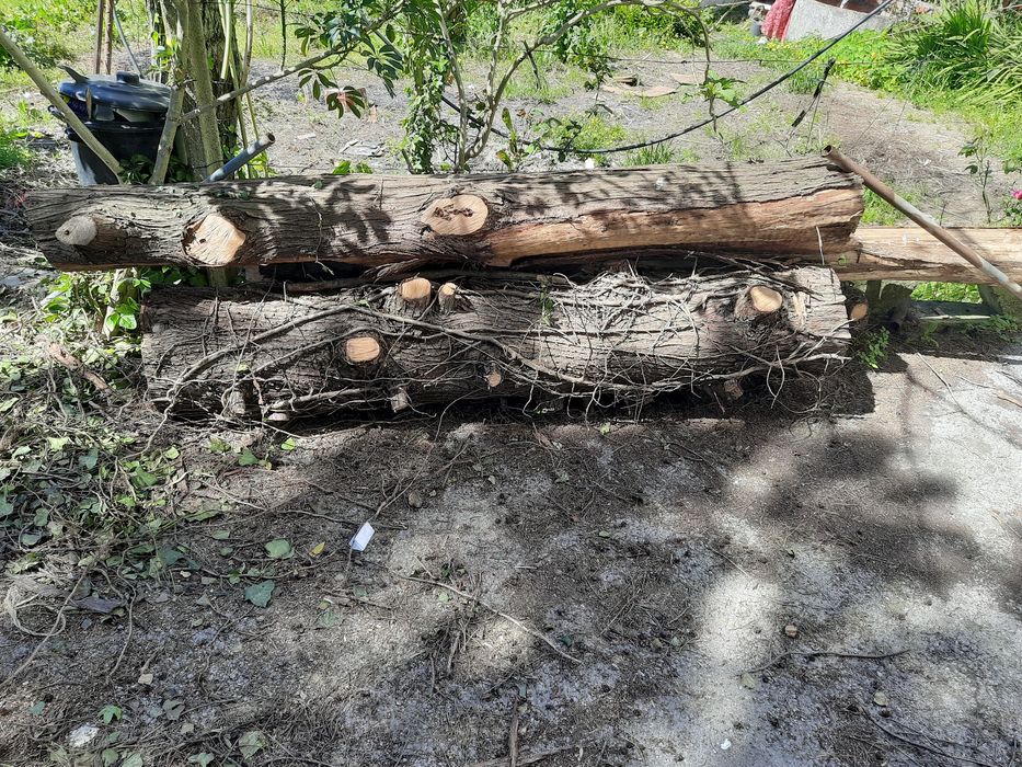 6x Troncos de cedro 3m comprimento