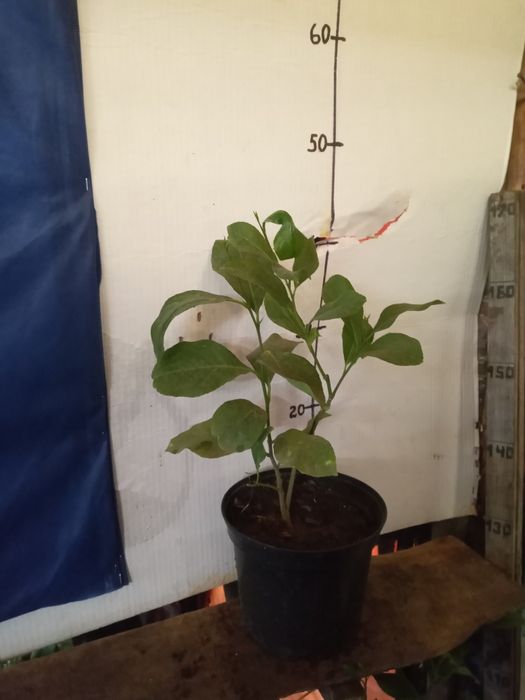 Лимон ,лимон , лимон