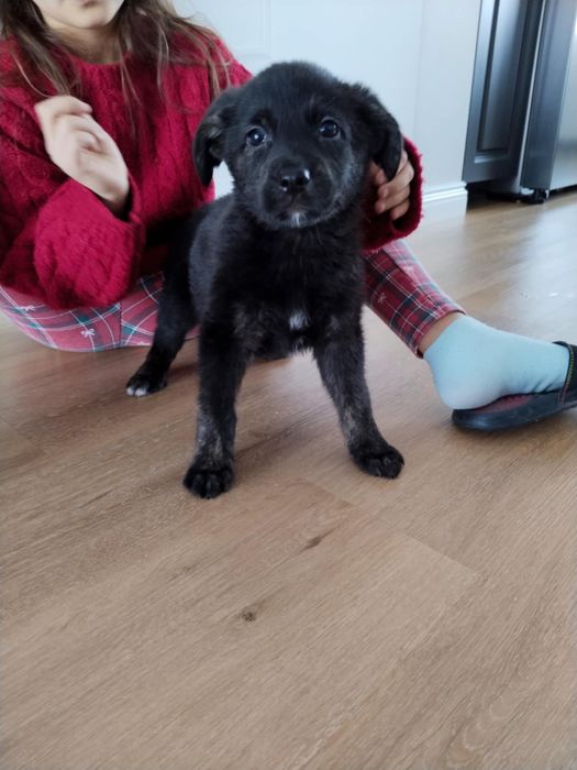 Oddam pieski za darmo