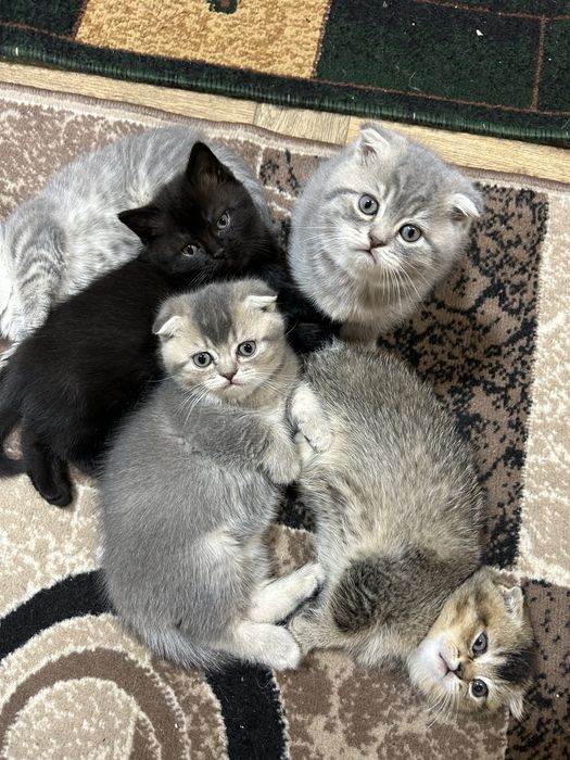 Шотландень Золота шиншилка