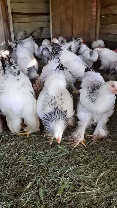 Курчата світла брама