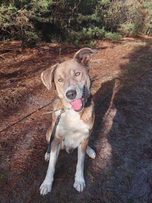 Трамп даром в добрі руки Він чекає на свою родину в притулку.