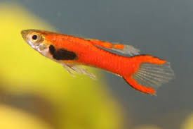 Gupik endler red scarlet Aqualife