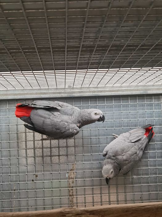 Casais Papagaios Cinzentos de Cauda Vermelha
