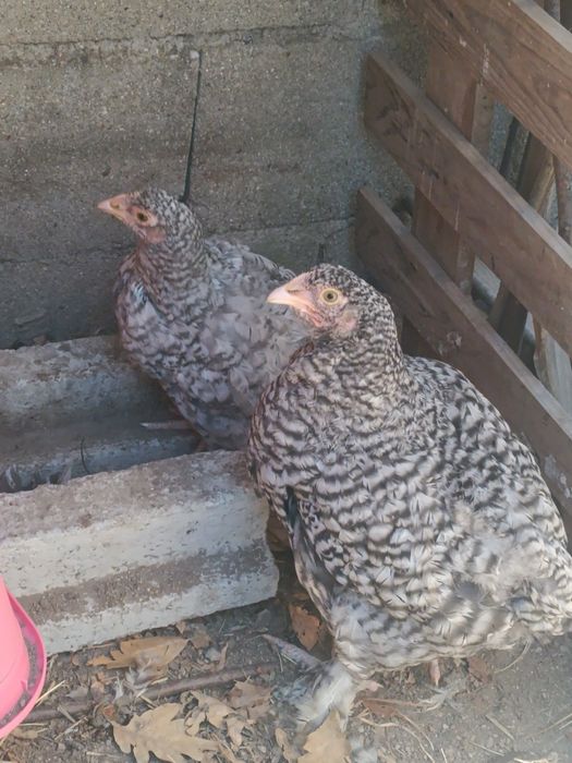 Ovos caseiros de aves