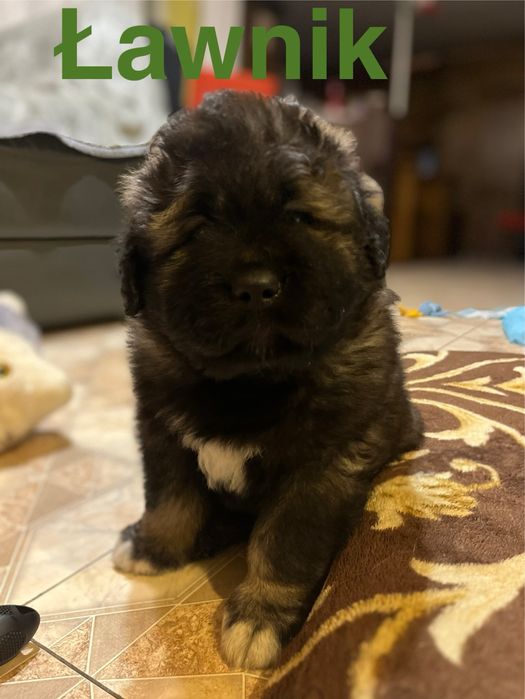 owczarek kaukaski szczenię FCI