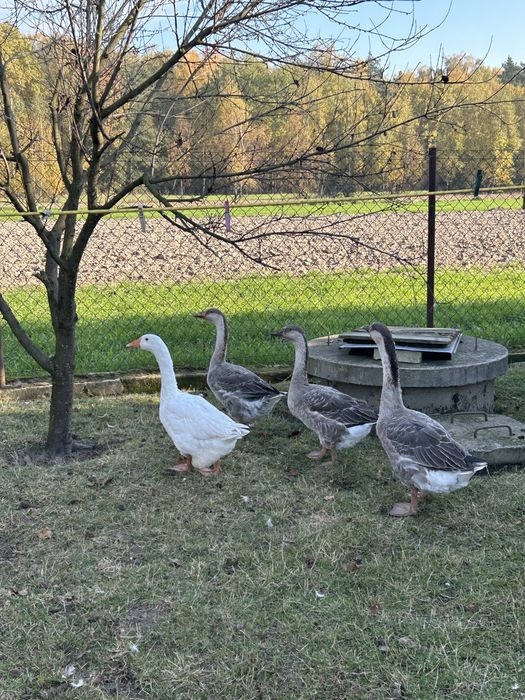 Sprzedam gęsi widoczne na zdjeciach