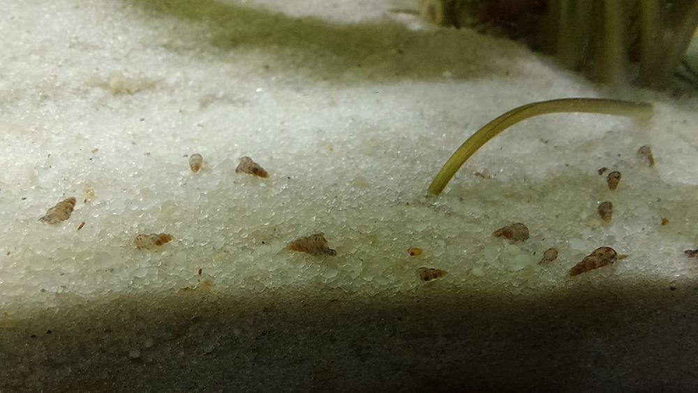 Slimaczki ŚWIDERKI (Melanoides tuberculata)