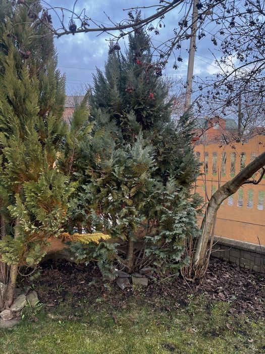 Продаю туї великі