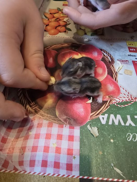 Małe chomiki. Chomik dżungarski
