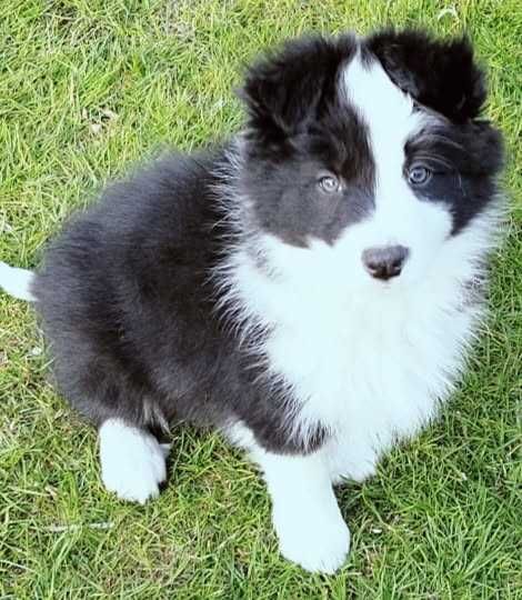 Piękny szczeniak Border Collie FCI