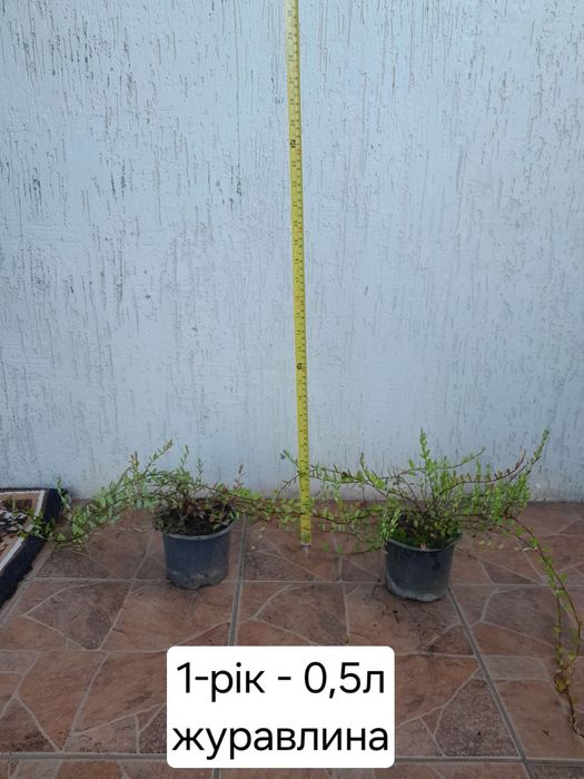 Продам саджанці лохини,журавлини,жимолості