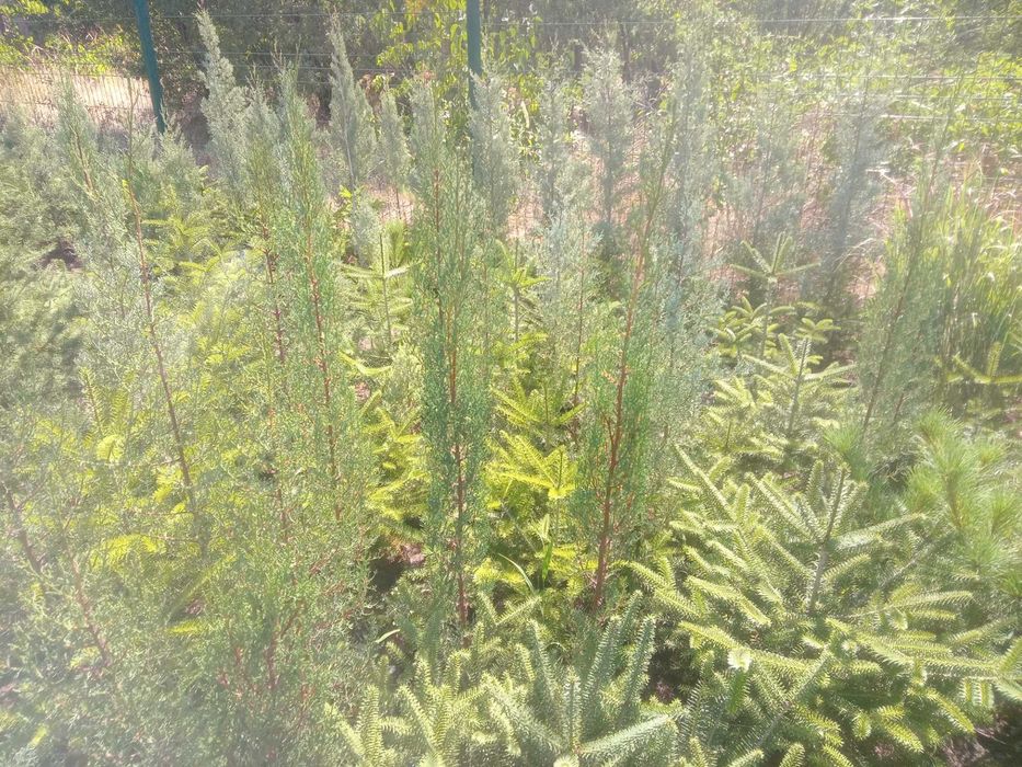 Пихта испанская, кавказская