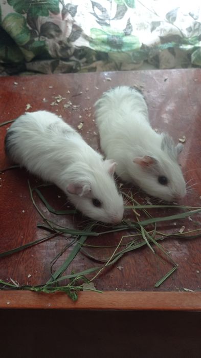 Гризунчики свинки.