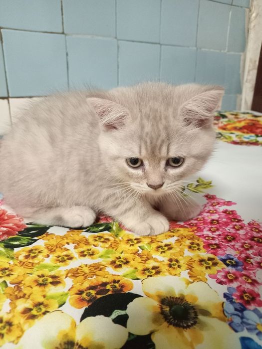 Продаётся котик.