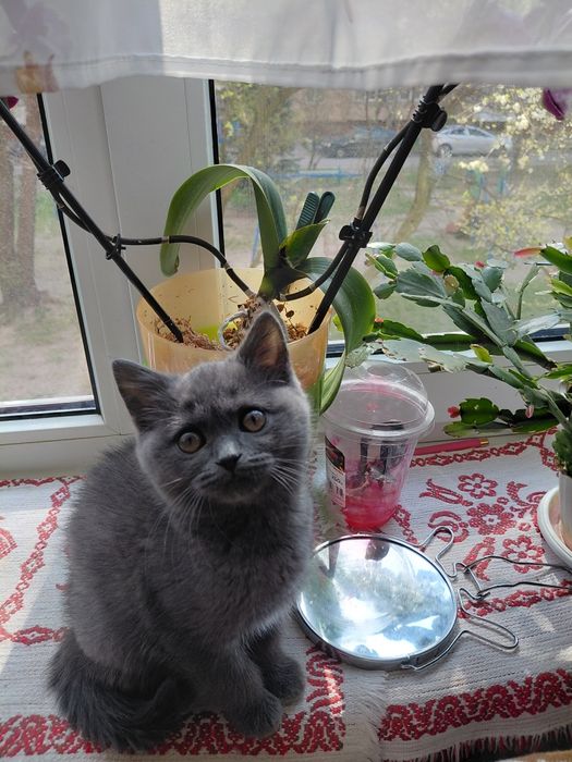 Скотиш страйт девочка