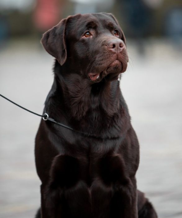 Открыт для вязок молодой, перспективный кобель лабрадор ретривер!