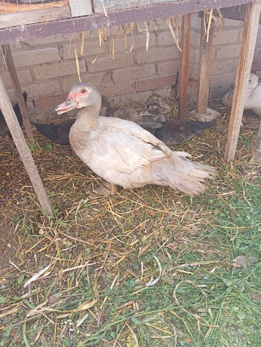 Продам мускусних уток