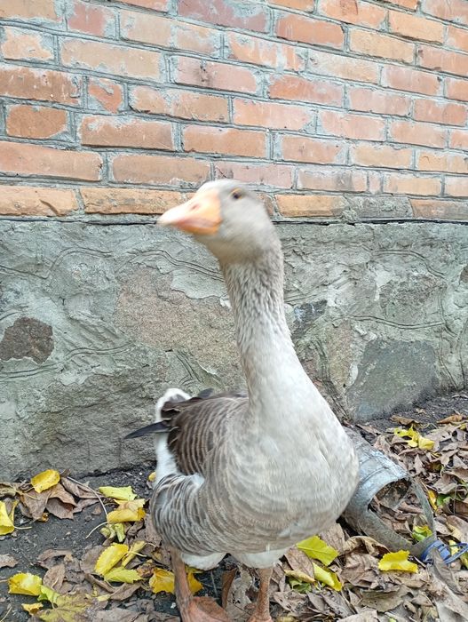 Гусь породы большой серый