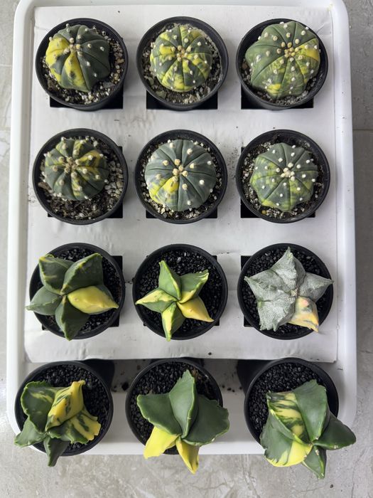 Астрофітум  cactus variegata cereus Astrophytum asterias