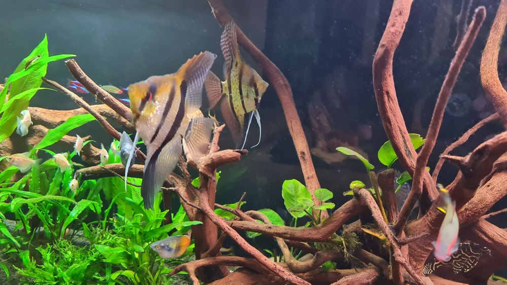 Rio Naney Altum 18 cm