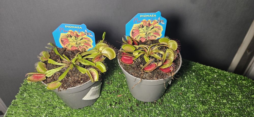 Продам мухоловку ,лимон ,мандарин,ананас,розу,каланхое ,рождественник