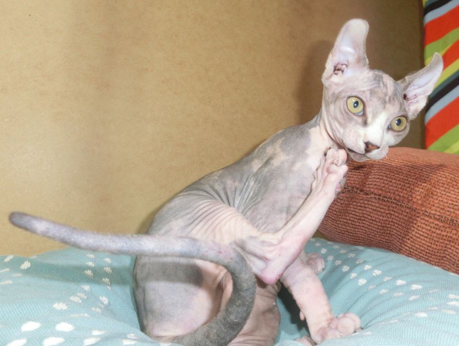 Ельф дівчинка канадський сфінкс