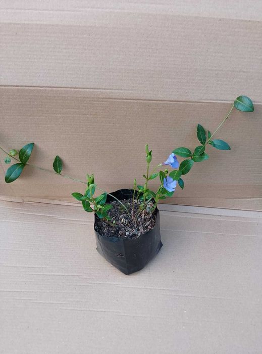 Barwinek pospolity sadzonki 100 szt.