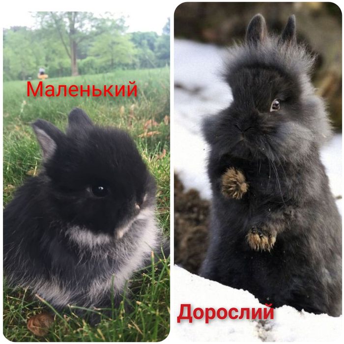 Карликовые мини кролики міні lion lop кролик баранчик вислоухий вислоу