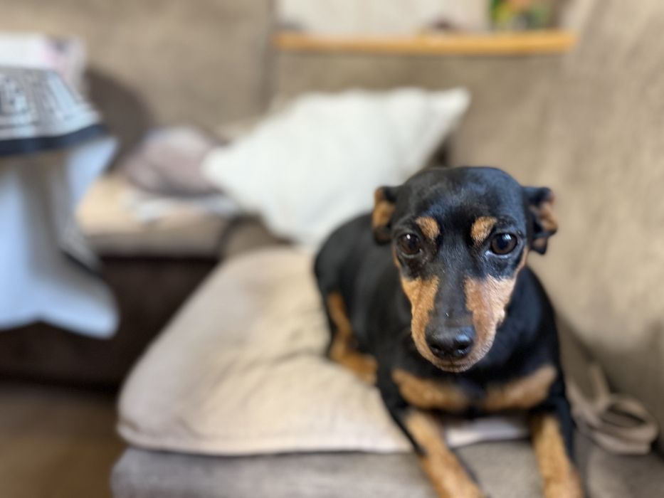 Цвергпінчер-карликовий пінчер в добрі руки!срочно!