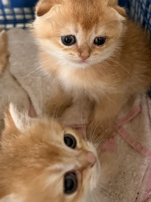 Золотые шотландские котята