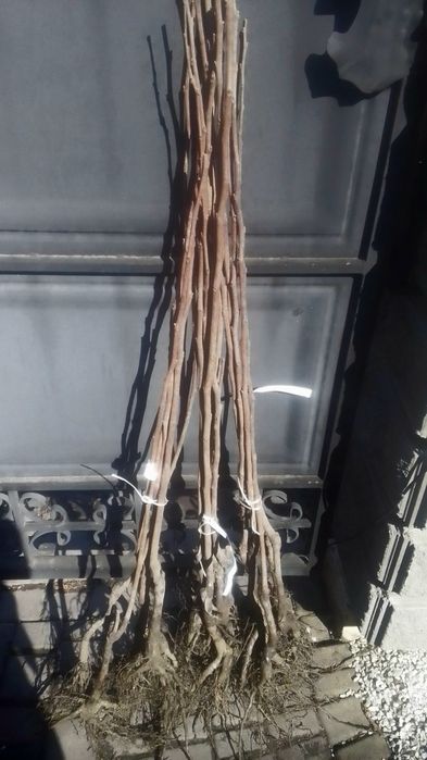 У продажі  на весну викопні дворічні саджанці  хурми( сорта на фото)