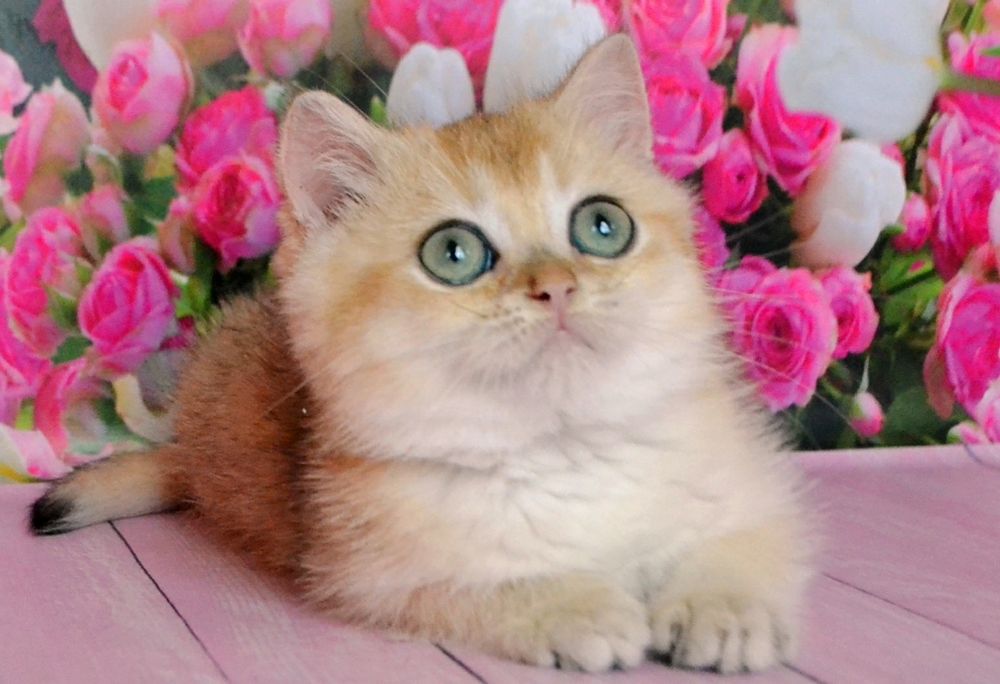 Кошечка золотая шиншилла