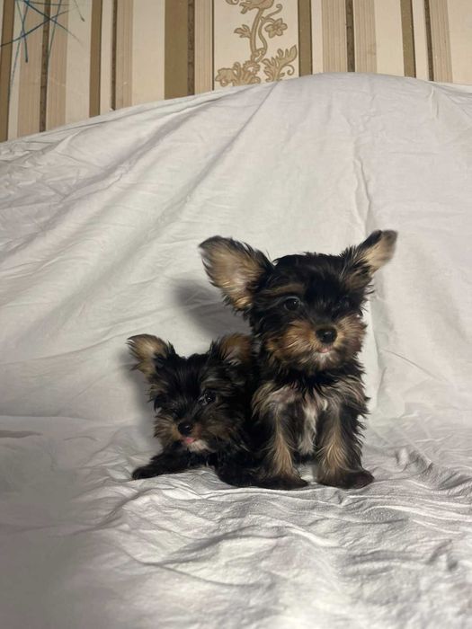 Порода йоркширський терєр