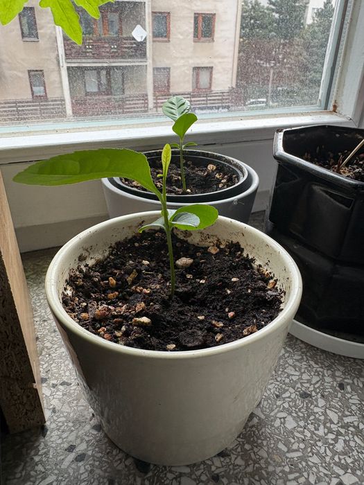 Sadzonki etrogu Citrus medica w doniczkach (jednoroczne)