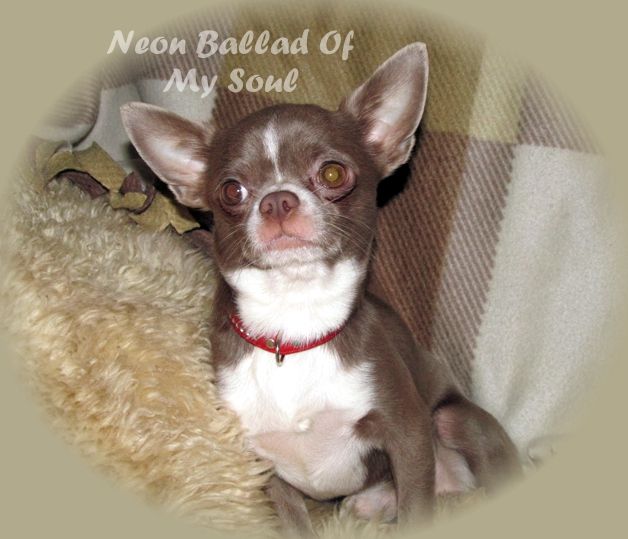 Лиловый чихуахуа для вязки, КСУ, вес 2,2 кг, крови Vellory Style