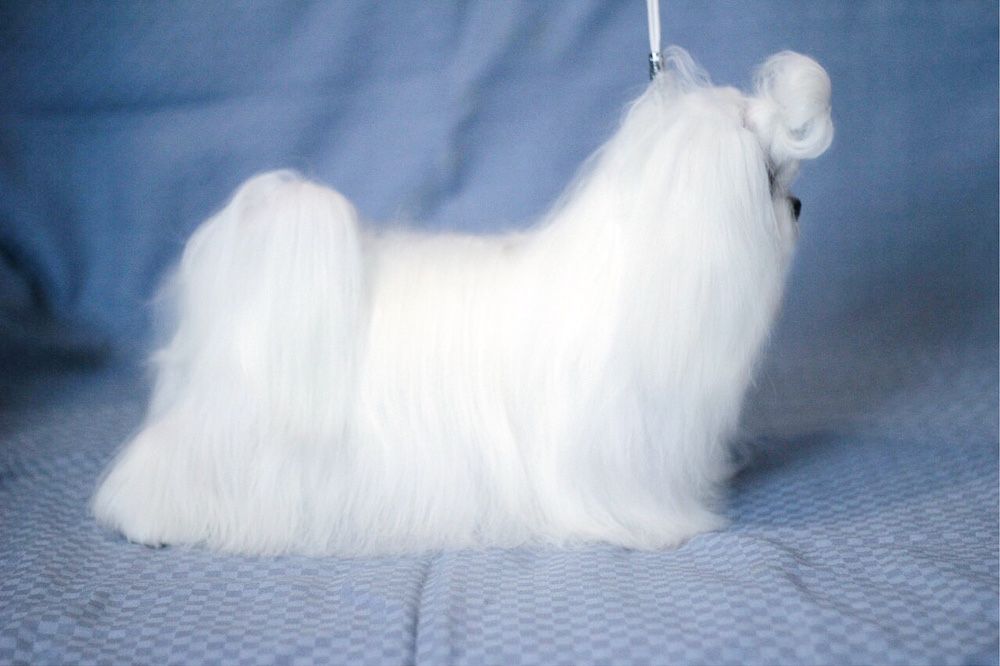 Кукольный мальчик -мальтезе(мальтийская б олонка)Корея 100%! 1,400кг.